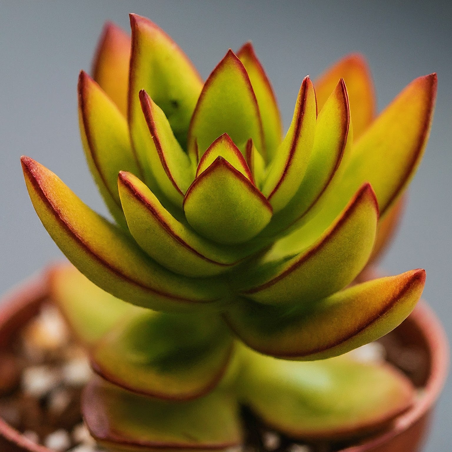 Crassula Capitella 'Campfire' Succulent Plant - 3 Live Cuttings For Propagation